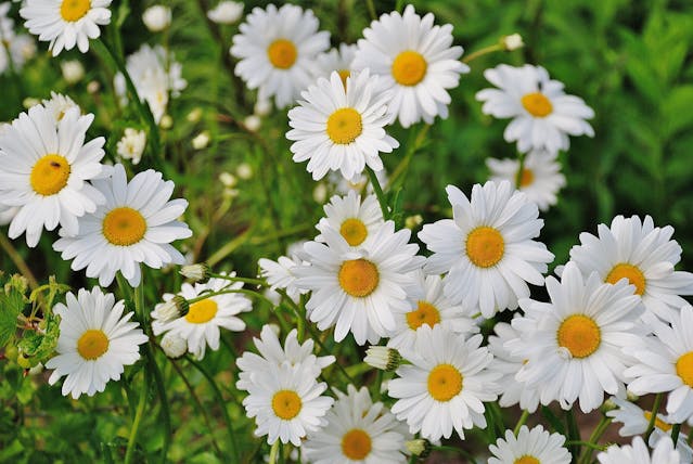 Massif fleuri
