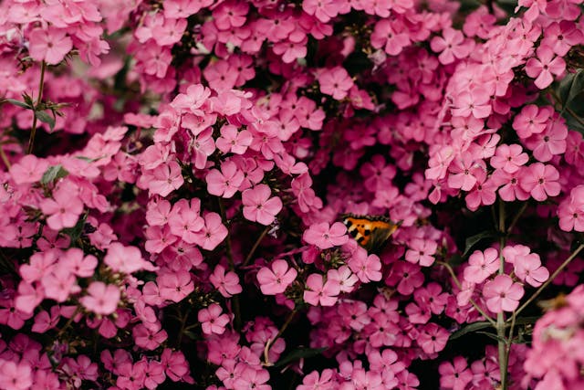 Comment entretenir un massif de fleurs pour une floraison prolongée ?